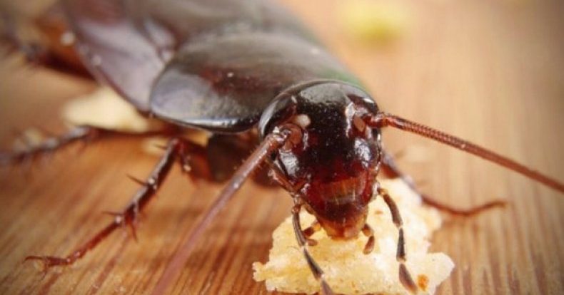 Тараканы в доме: чем опасно, как лучше с ними бороться